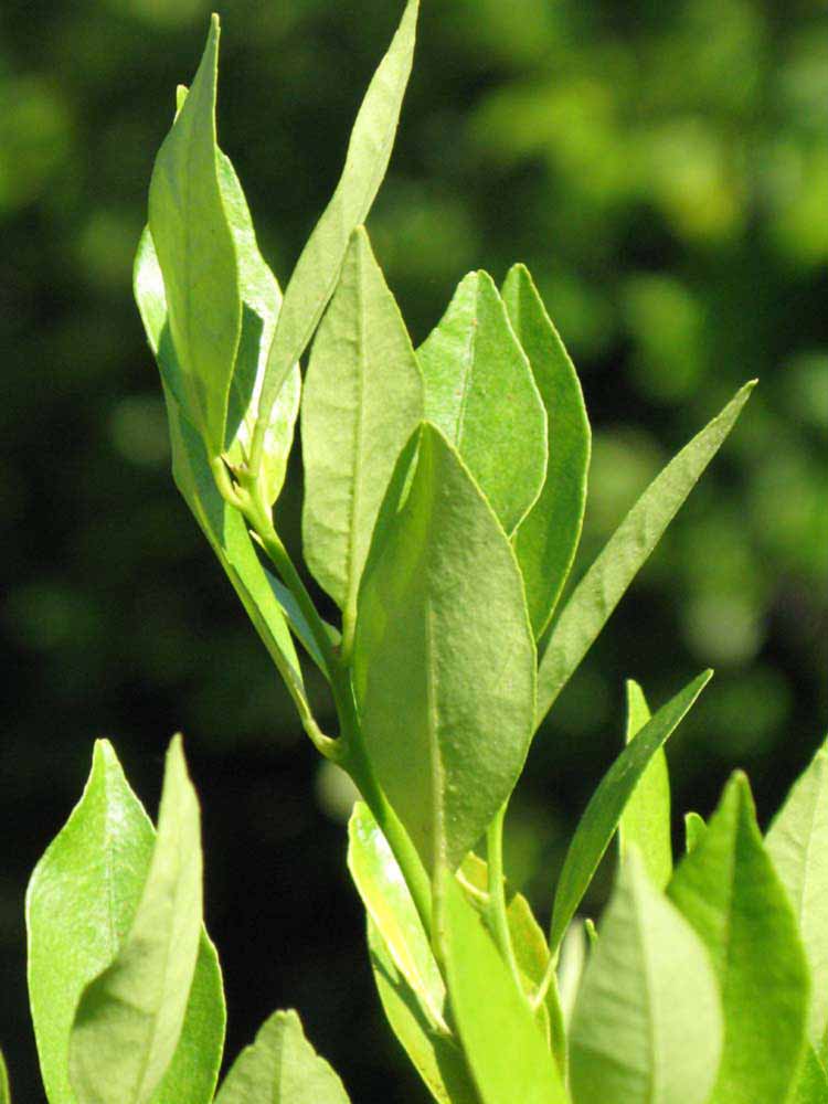              Sun leaves (Winter Haven, FL)       